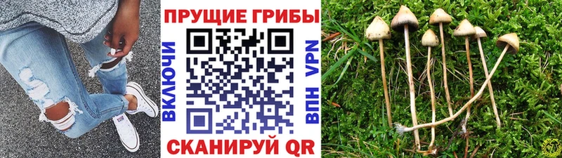 Псилоцибиновые грибы Psilocybine cubensis  как найти закладки  Сухиничи 